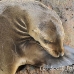 lion_sea_galapagos_san_h_0203_ecu2402.jpg